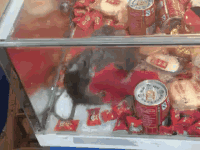 日本天皇|“日本天皇女儿照片流露出来，被网友笑坏了”