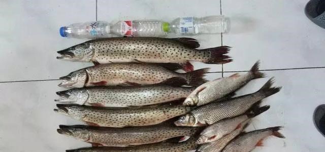 长江|野生狗鱼再现？四川钓鱼人钓到狗鱼，长江君：很可能是放生的