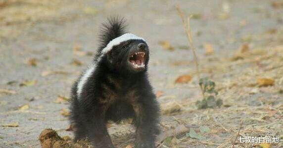 蜜獾 蛇类在动物界有多悲催？