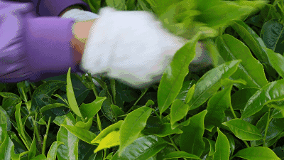 养生|为什么懂茶的人越来越少?这是我见过说得最明白的答案