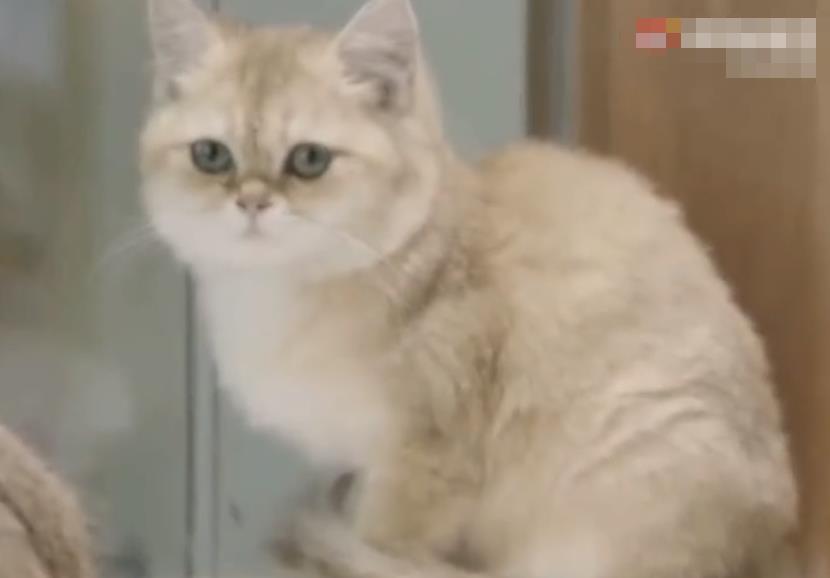 孙俪|孙俪拍戏遇到剧组猫咪晕倒，花钱为猫治病，猫咪看到孙俪感恩流泪