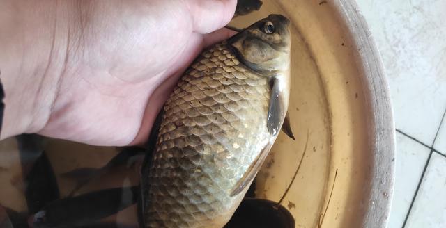 |斤鲫真的越来越多了，不是吹牛，因为你没用这些私藏的绝招