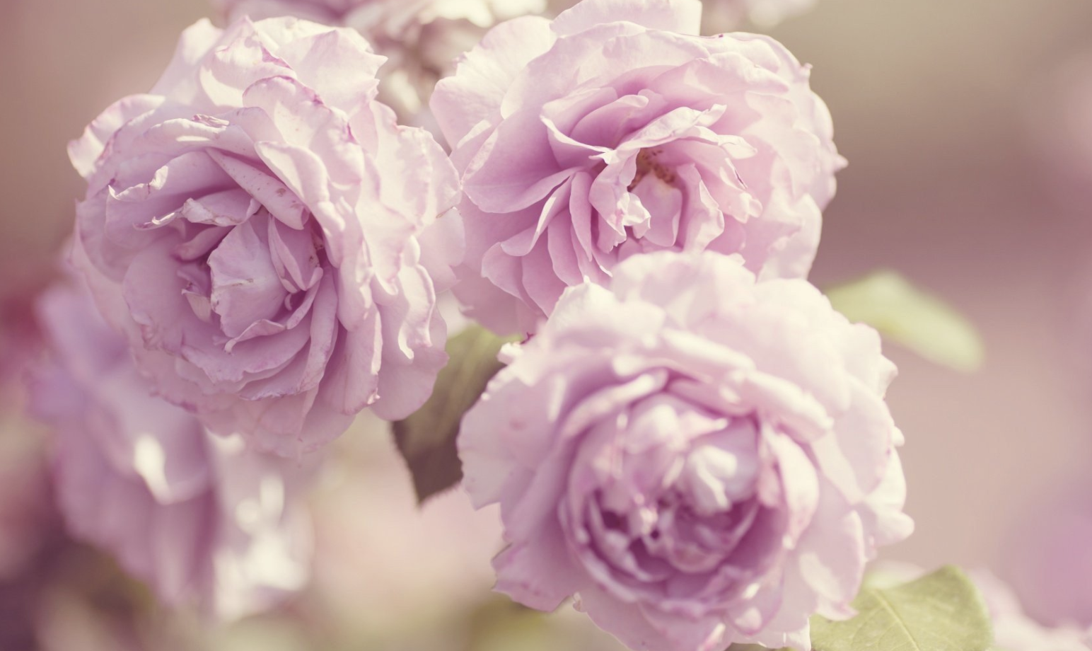 生肖夜梦|8月底，思念倍增，心软回头，3生肖重拾旧爱，命定姻缘，情深似海