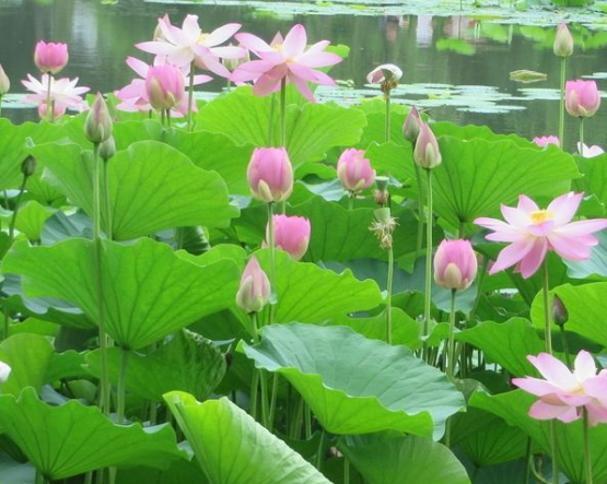 星临天下|8月上旬，4属相桃花朵朵，事业进步，财源滚滚，生活精彩