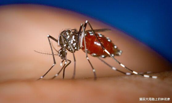 蚊子 “全民公敌”的花蚊子，到底是从哪来的？怎样才能消灭它?