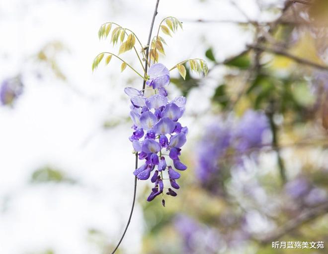 昕月蓝殇美文苑|等风起,等云来,却等不到你