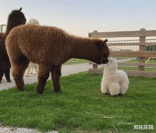 美容养颜|差点就被这笑死了,最搞笑的还是这位大哥,最后那句没眼看实在太形象了