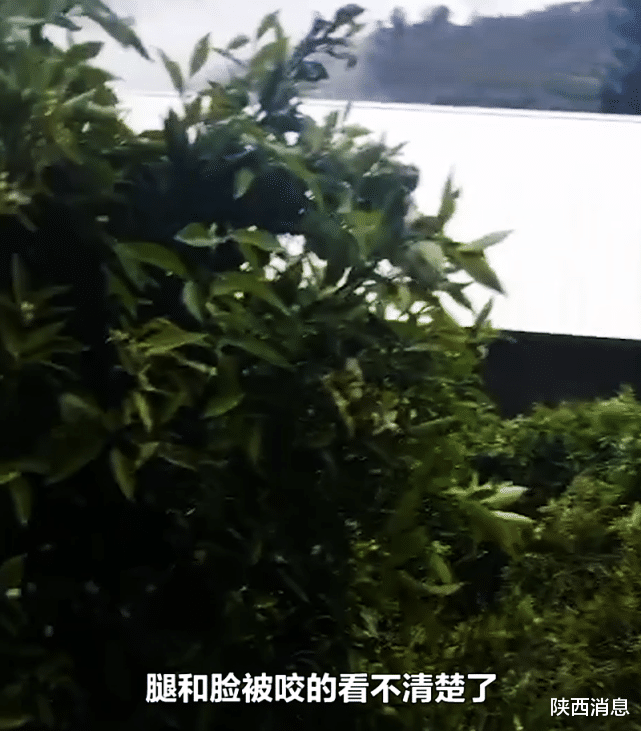 陕西消息 悲剧！重庆8岁男童上学途中被狗撕咬身亡！孩子父亲忍痛发声！