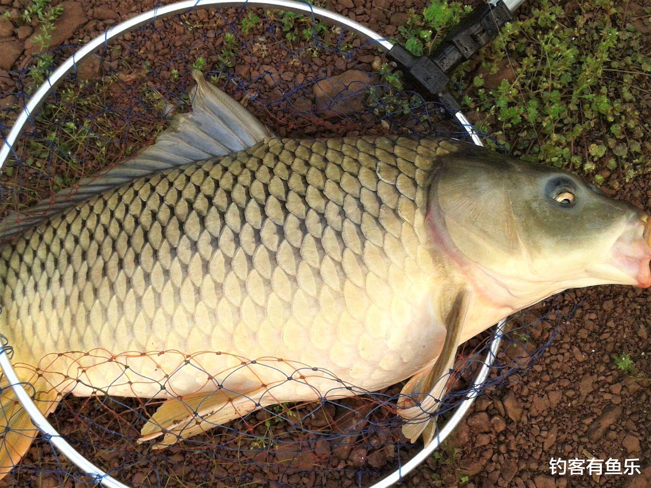 深水区|怎样才能钓到大鱼？通过三方面去守钓，渔获量翻倍