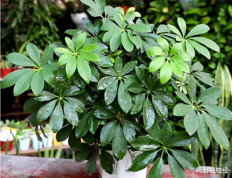 七叶莲可以放卧室吗？植株无毒，可净化环境、释放氧气，适合家居