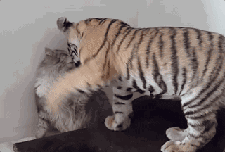 老虎 同为猫科动物，猫和老虎到底有什么区别？