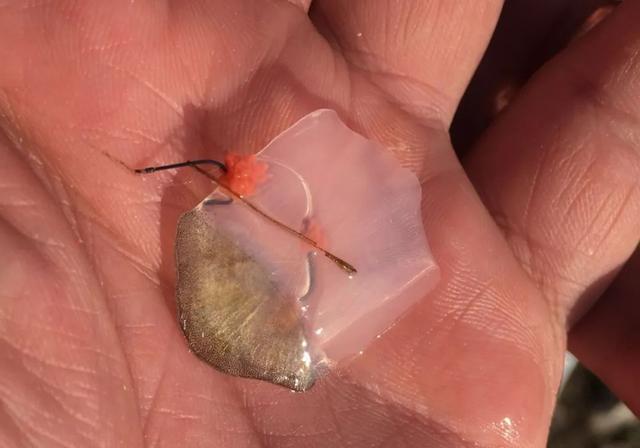 鲫鱼|春季野钓鱼情复杂，懂得这样搭配线组，才能大小通吃