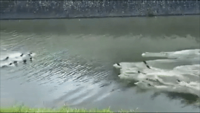 小明日常 恩怨情仇,新加坡两大水獭帮派的世纪之战