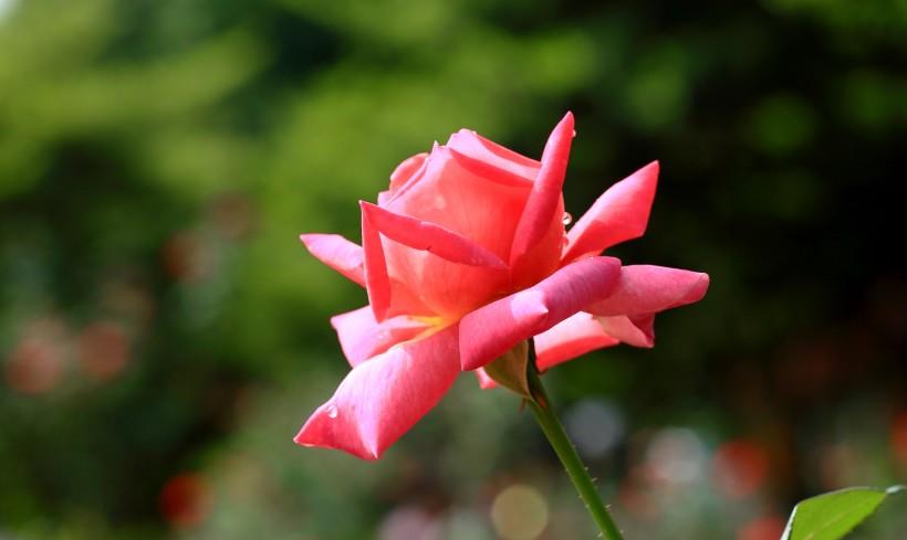 运势|2021年，时来运转，吉星加持，事业飞黄腾达，横财大发，后福无穷