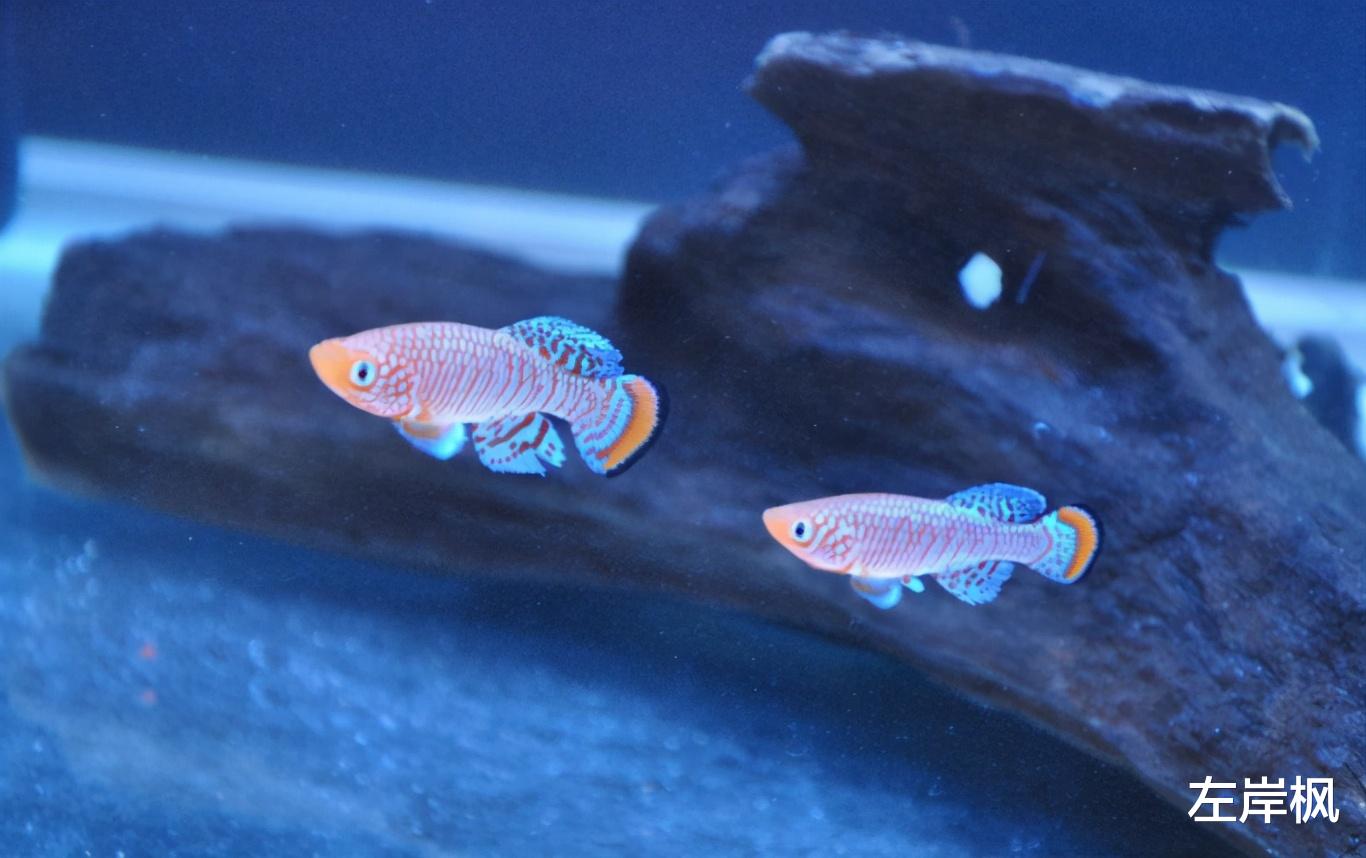 左岸枫 新挖的水塘，为何不久后就能有鱼？原来是有科学依据的