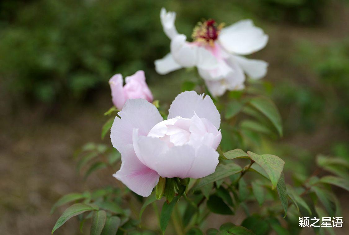 福建省 宁波规模最大的牡丹花园，居然深藏了五年，为啥不欢迎观赏