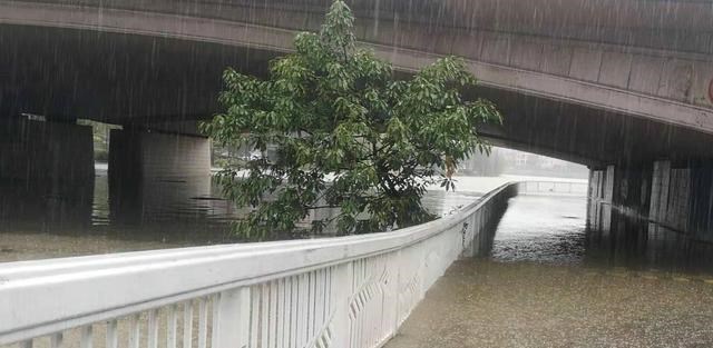 |东江出现许多“奇鱼”,钓鱼人:连续几天钓到,一开始以为是河鳗