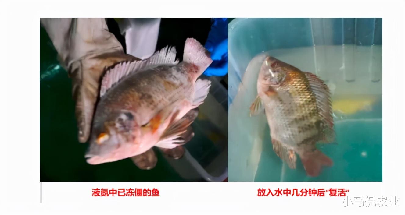 冷冻鱼13分钟神奇“复活”,博士带10个人2年突破关键技术,啥样