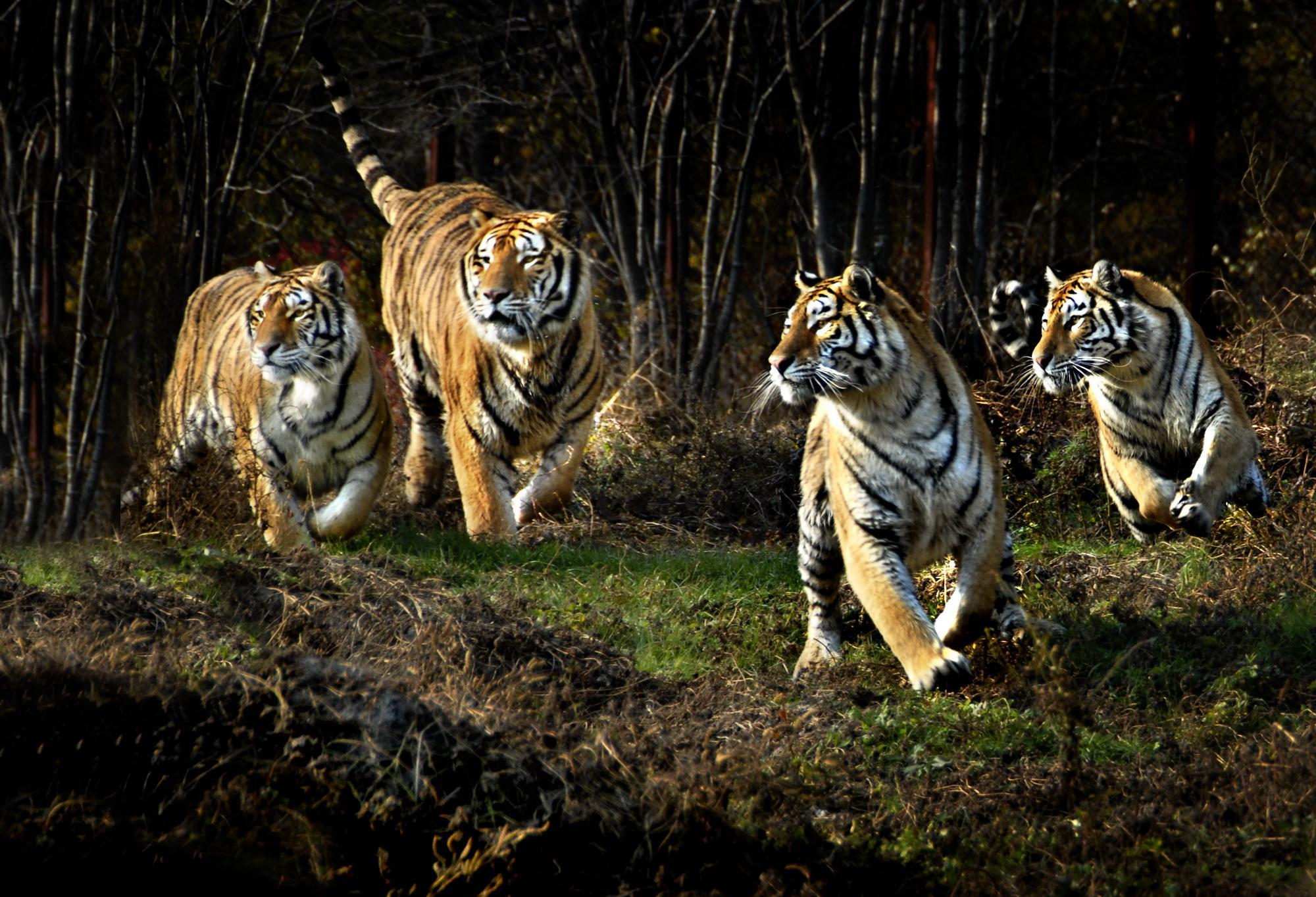 老虎 说好的保护色，为何老虎的毛发颜色如此显眼？
