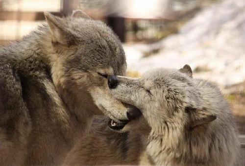 舜网 狼儿的接吻方式真是十分带劲,隔着屏幕都觉得痛……