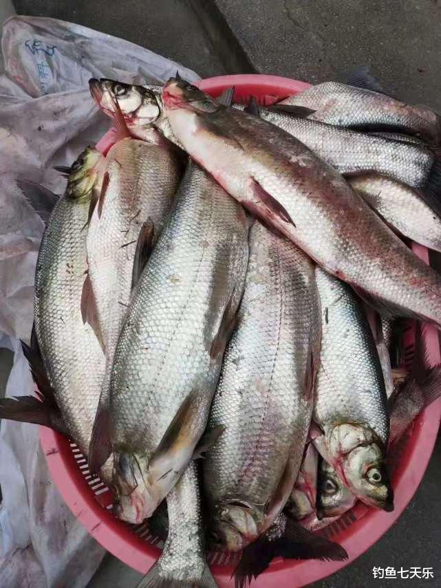 |钓了20斤鱼,却被罚1.2万!重庆两男子为“假垂钓”付出代价