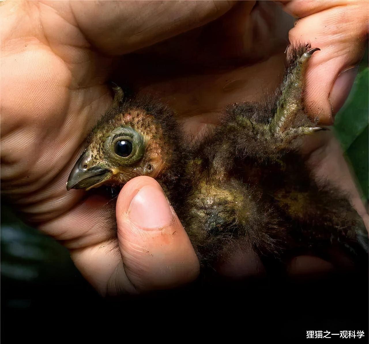 凯里·欧文 翅膀长有爪子？与始祖鸟类似？这种号称最原始的鸟类有多神奇？