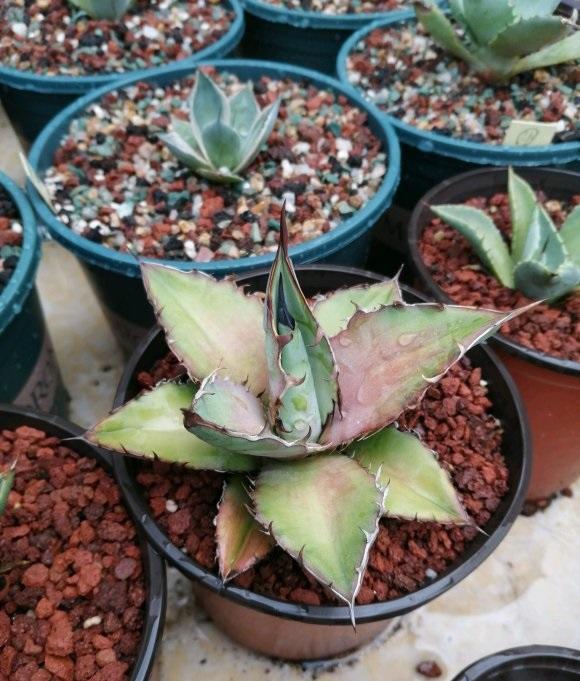 向阳园艺|?龙舌兰养护篇，花盆越大，长得越旺！多晒太阳，叶子长得更快