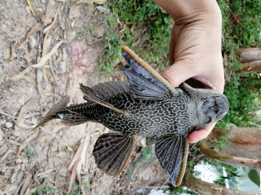 印度 成功入侵我国的“垃圾鱼”在印度成美味,鲶鱼泛滥阿三为啥不吃?