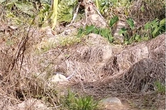 银环蛇 金环蛇实力如何？为何很少被人提起？和它弟弟银环蛇相比谁更厉害