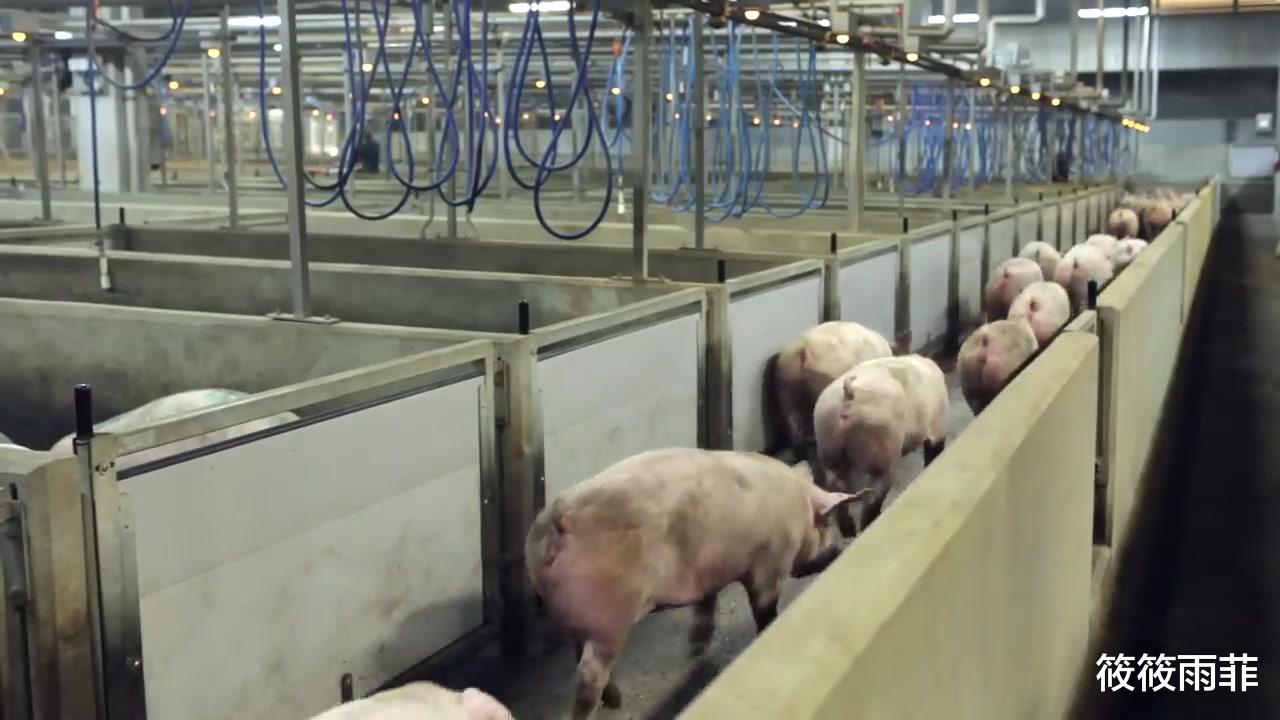 筱筱雨菲|以前的猪血一夹就碎,现在的猪血不易碎而且口感很嫩,真的能吃吗?