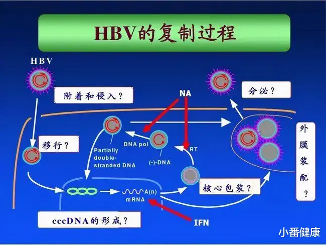 小番健康|乙肝药物NRTIs前景，依然将占据市场，并与其他新机制组合研究