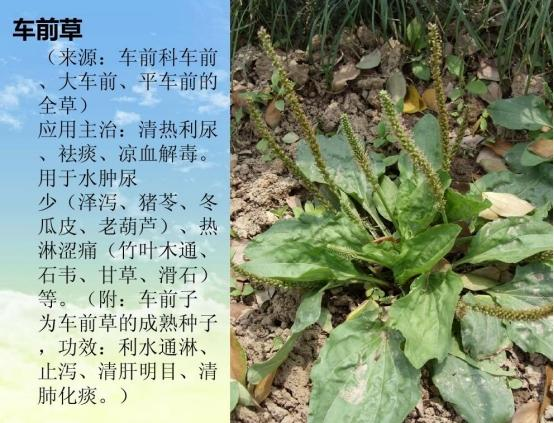 蒙蒙聊星座|4种中药堪称“烂肝专业户”,医生提醒:想肝保持强壮,尽量少吃