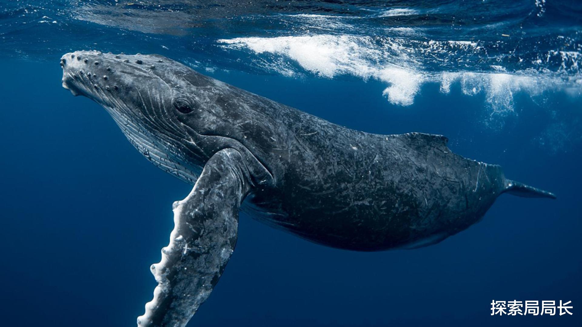 鲸鱼 盘点地球上最大的10种鲸鱼，座头鲸仅排第7，蓝鲸一天要吃4吨
