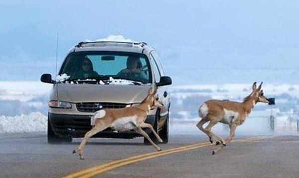 ainee小屋子 如果在高速上遇到动物，应该急刹还是撞上去？交警道出实情