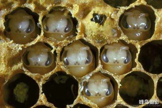 日本 35张活久未见的照片，X光下的鱼好像千手观音，熊这么上树太快了