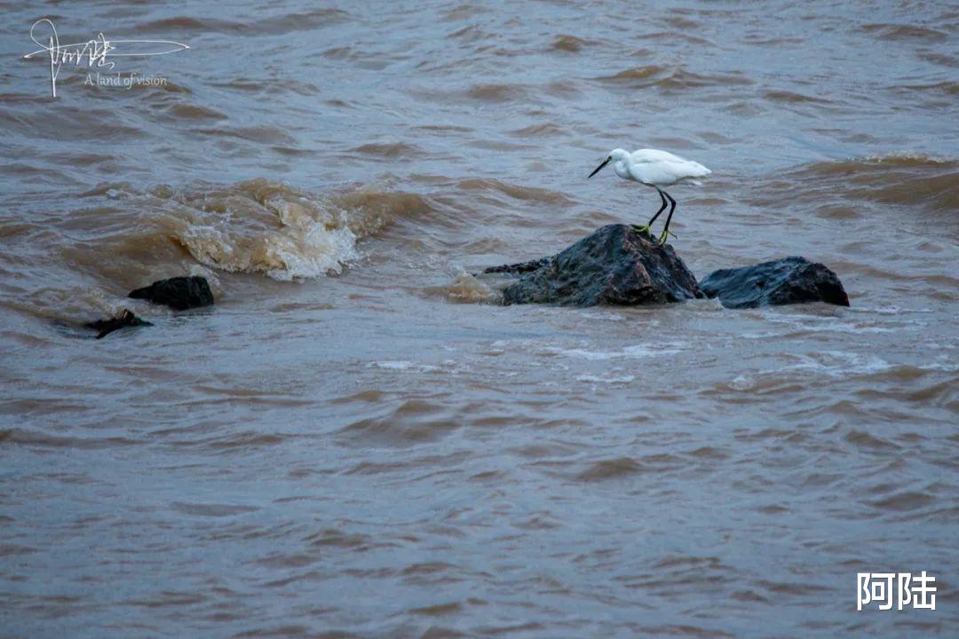 阿陆 在杭州总能看见勇敢的弄潮儿，于钱塘江之中乘风破浪