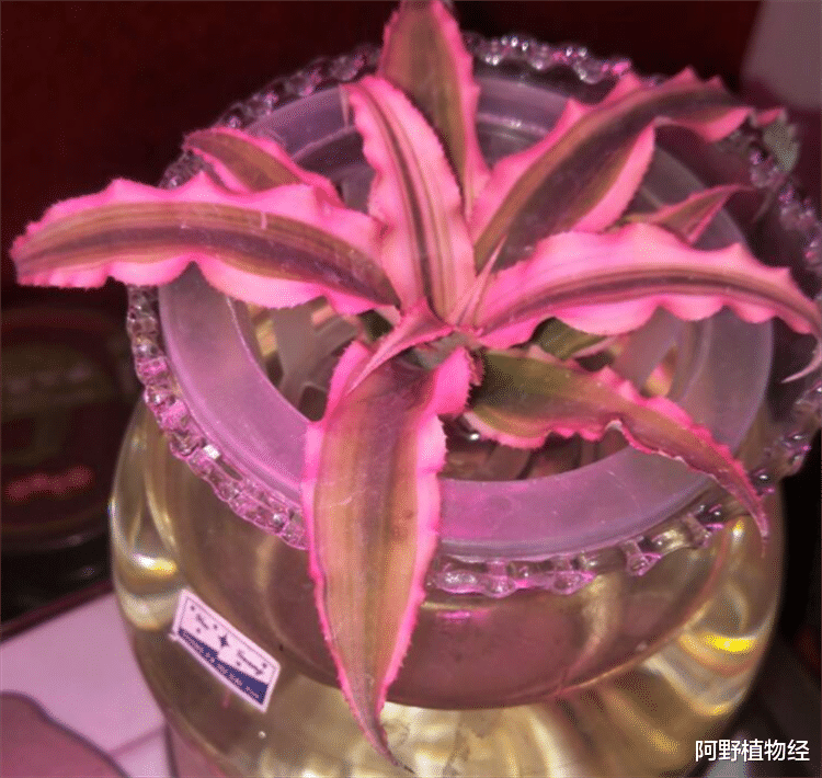 室内适合用水养的18种植物,不用土栽更洁净,方便打理又美观