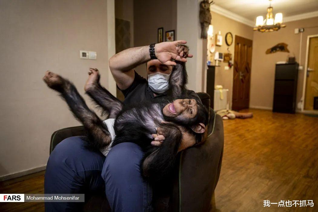 被遗弃的黑猩猩被人类照顾长大,最后却惨遭同类打死