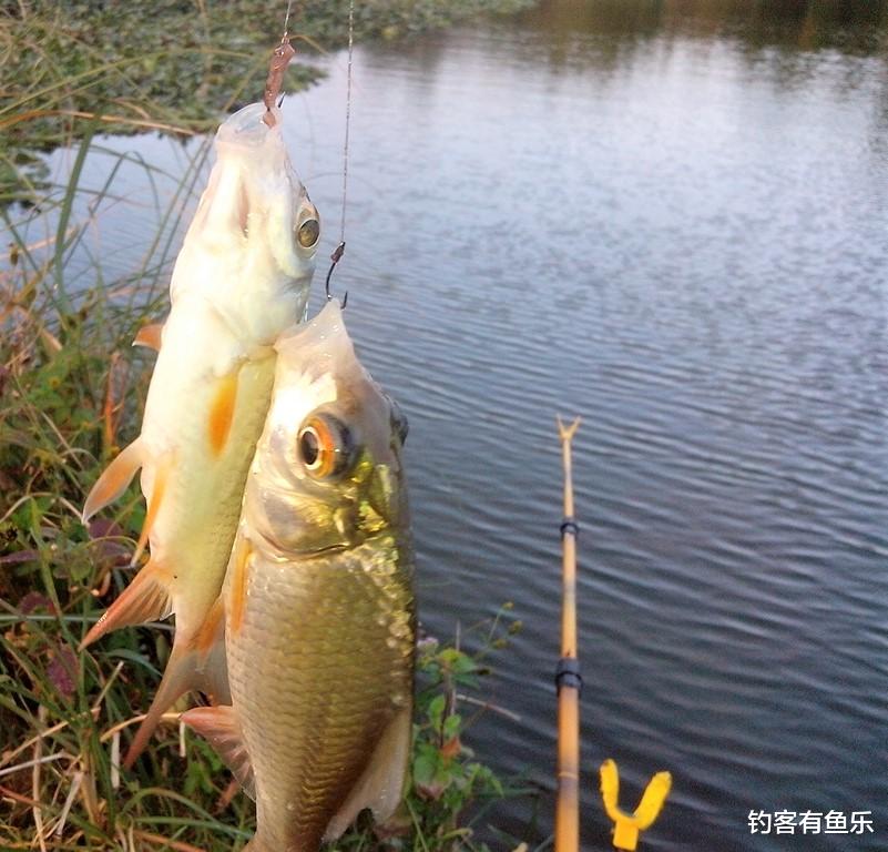 饵料|为什么在同一个地方钓鱼，每次的渔获量不一样？原来有这些原因