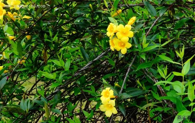 植物|闻香识花之法国香水