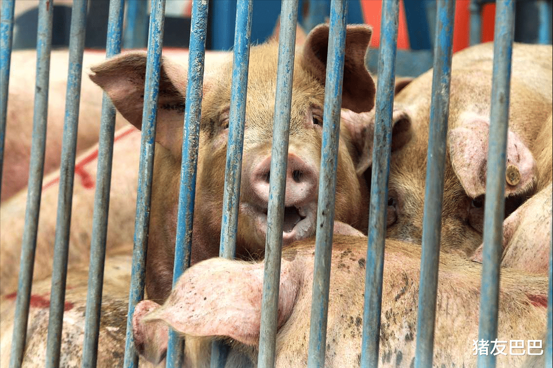 生猪价格|生猪价格“筑底翻盘”，这次能涨多久？3天还是5天？预测来了！