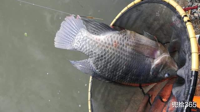 罗非鱼|广东一男子在鉴江里野钓,意外收获大型罗非鱼,钓友纷纷质疑来源