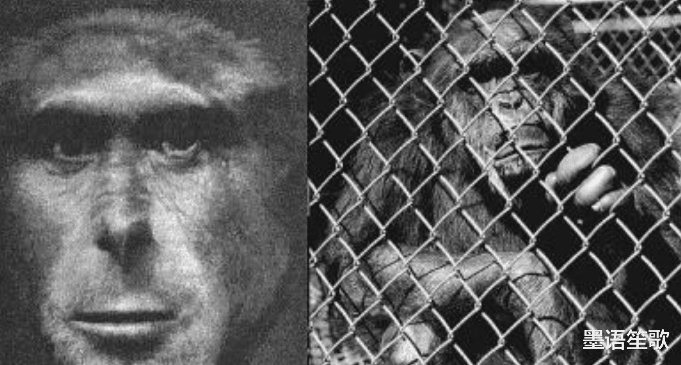 航天员 苏联开展“人猿杂交”实验，5个女子参加，最后结果如何？