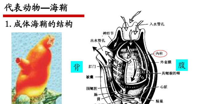 太空 海鞘为了生存能有多狠？吃掉自己的脑子，从动物变成“植物”