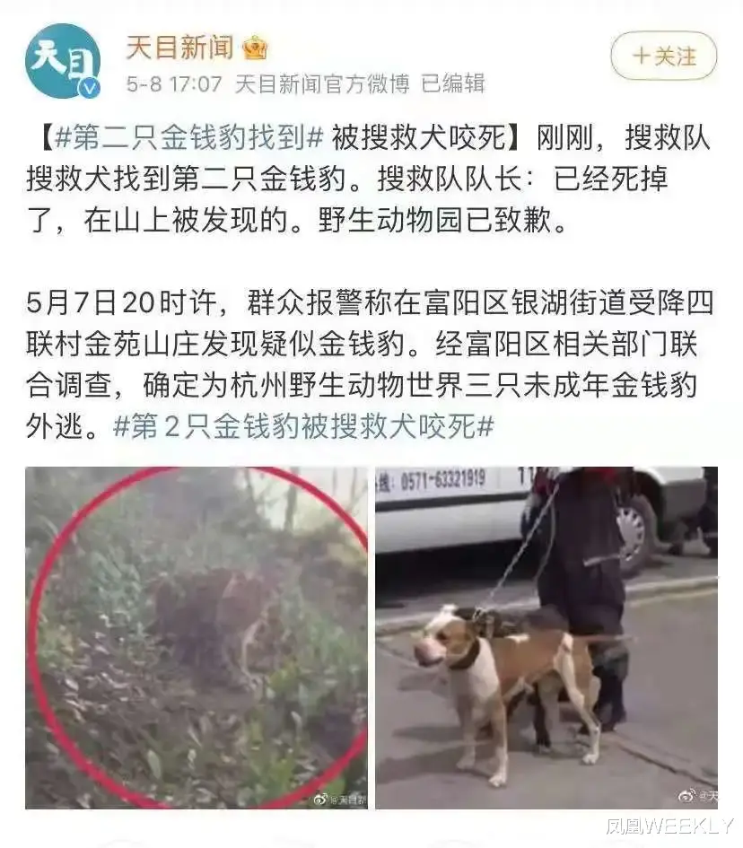 凤凰WEEKLY 杭州“瞒豹”:一场把网友当傻子的荒诞剧