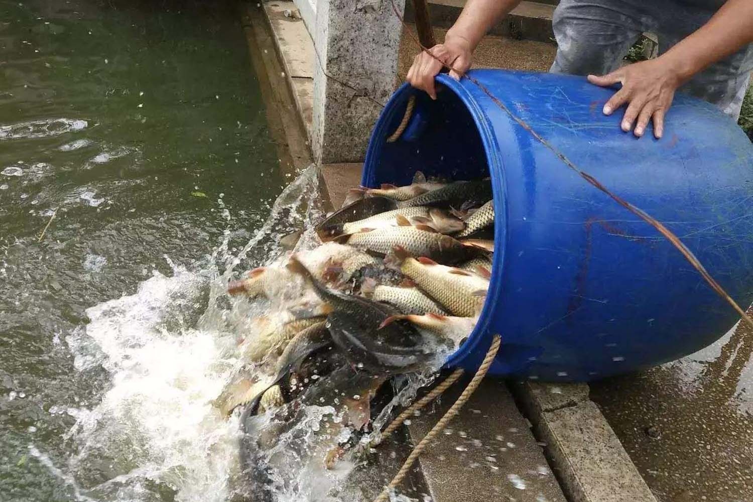 |黑坑里面存鱼多并不是好事?黑坑老板控制鱼口的高明手段