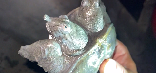 宓孤林|值钱？广州钓友珠江钓起双头鳖，两只头都能正常活动，凶猛会咬人