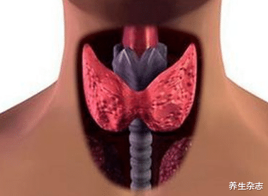 养生杂志|得了甲状腺疾病，会影响肾？医生：要想夫妻幸福，养护好甲状腺