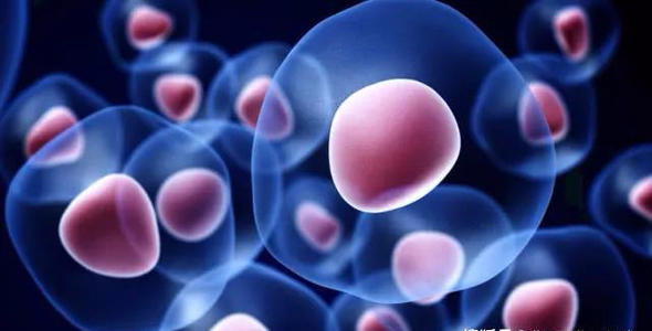 细胞界|科普:回输异体干细胞,病人所关心的都在这...