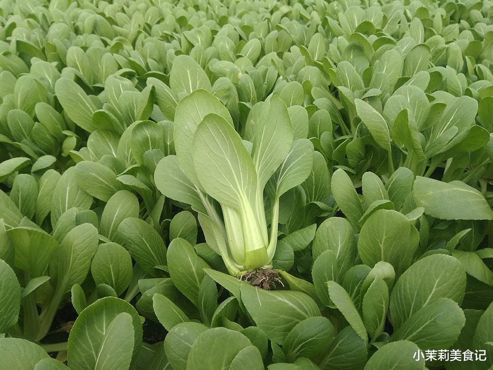 咳嗽|中秋前后，超市里的“5菜1瓜”要少吃，反季味道差，价高没营养